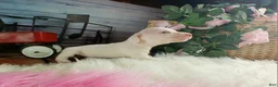 Dachshund dogs for sale: Nationwide delivery. Sugar pies white girl with blue eyes - Ad 6