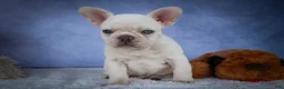 French Bulldog dogs for sale: Tulip🩷  - Ad 3