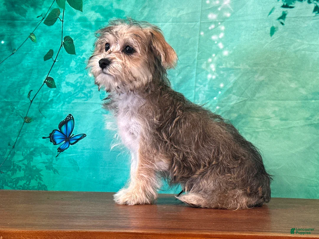Yochon dogs for sale: Java - Ad 2