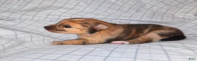 Daphne 