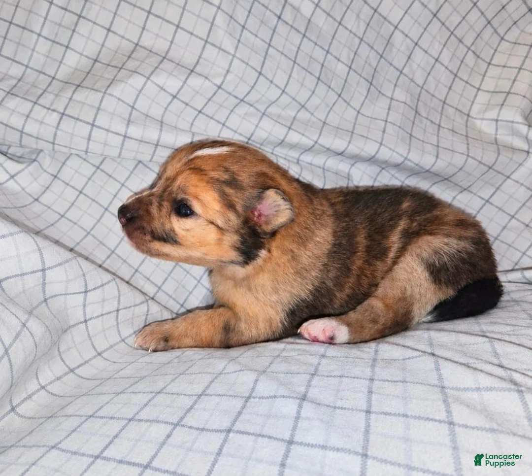 Pomchi dogs for sale: Daphne  - Ad 1