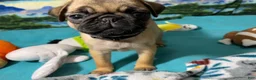 Pug dogs for sale: Birdie - Ad 8