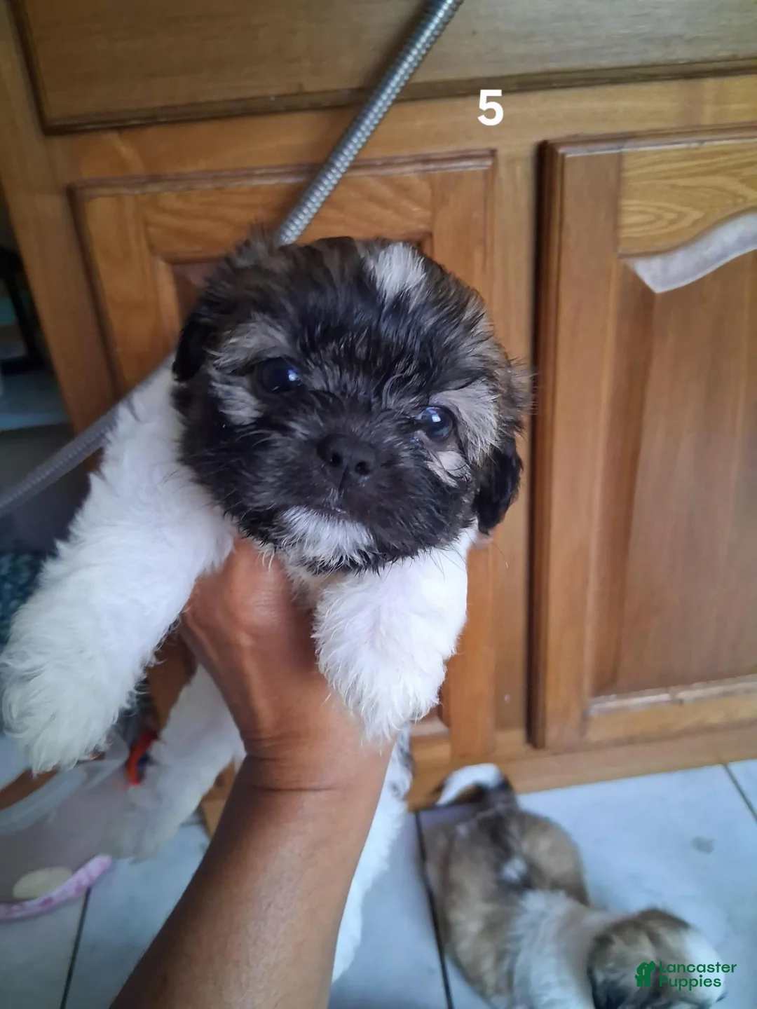 Shih Tzu dogs for sale: Shih Tzu 5 - Ad 1