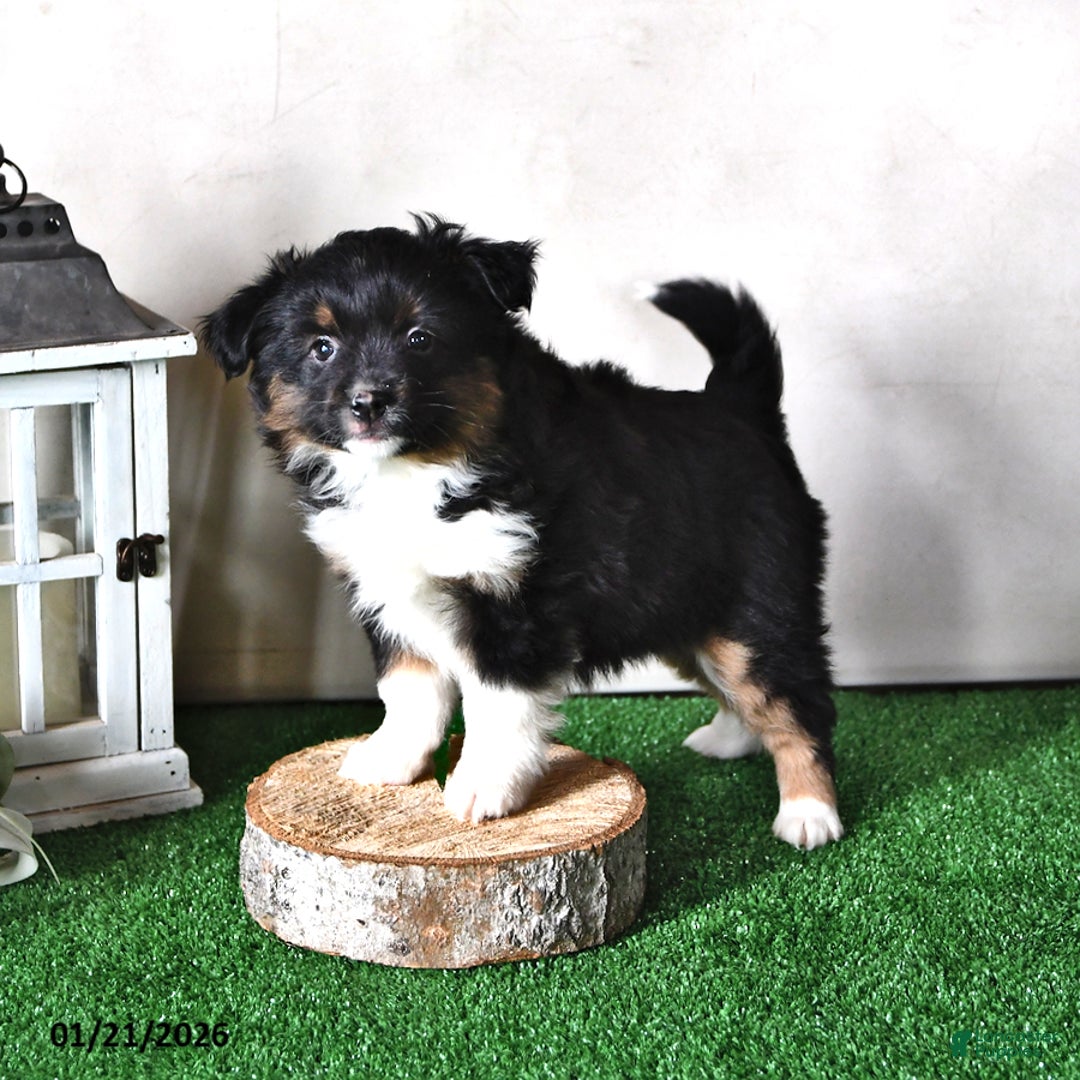 Miniature Australian Shepherd dogs for sale: Jewel - Ad 3
