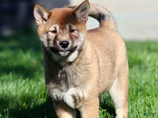 Shiba Inu dogs for sale: Sleeping Beauty - Ad 2