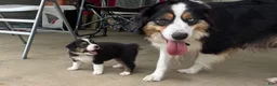 Miniature Australian Shepherd dogs for sale: #6 Black Tri Male - Ad 3