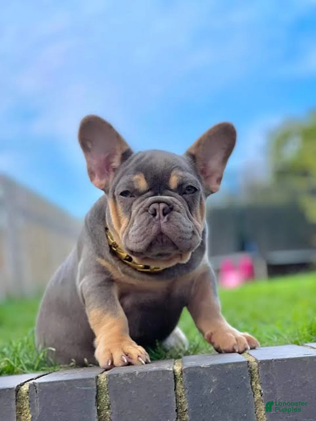 French Bulldog dogs for sale: Jaguar  - Ad 1