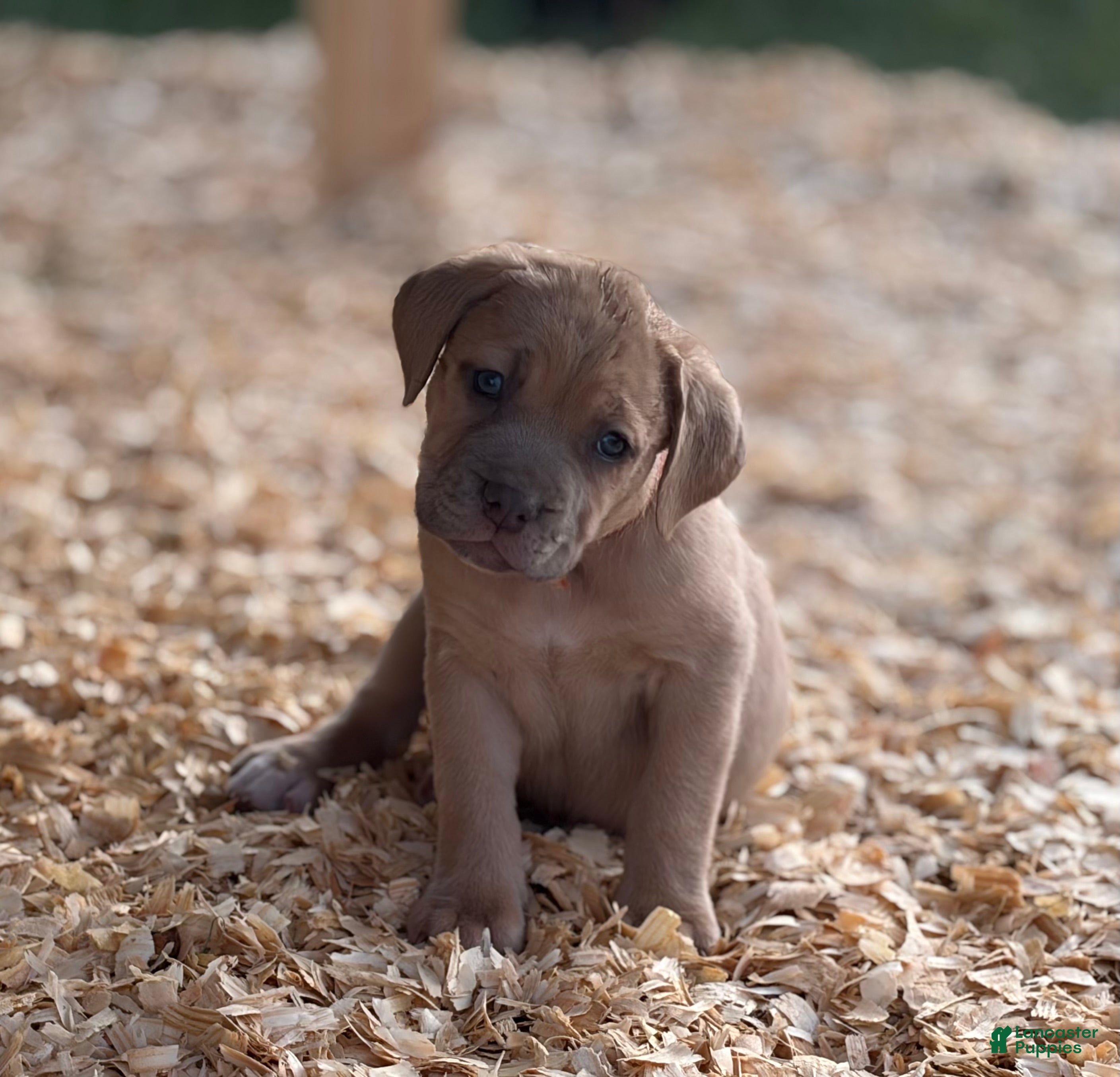 Cane Corso dogs Cane Corso Puppy 6 - Ad 16