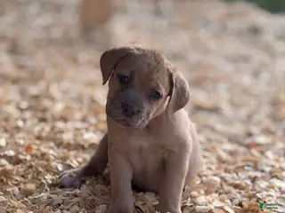 Cane Corso dogs Cane Corso Puppy 6 - Ad 16