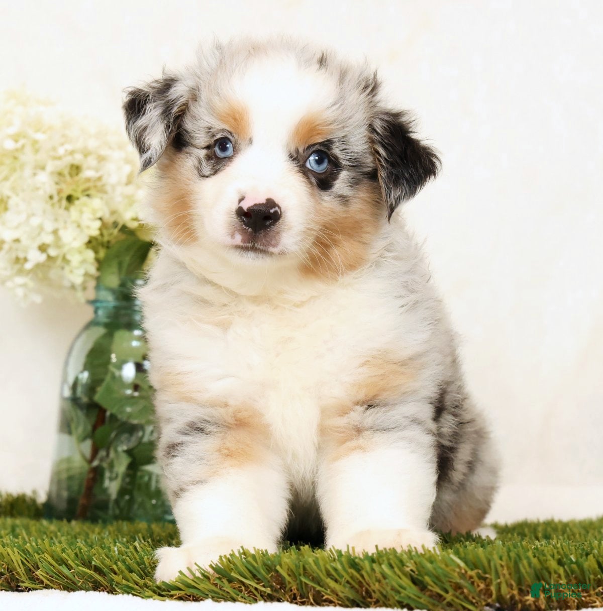 Miniature Australian Shepherd dogs Patrick - Ad 1
