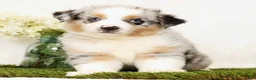 Miniature Australian Shepherd dogs for sale: Patrick - Ad 1