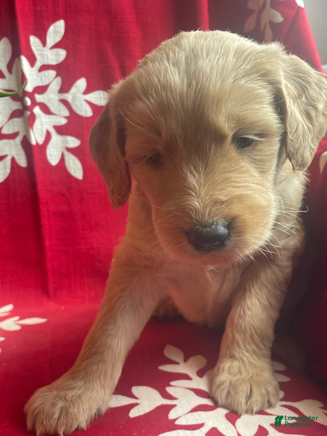 Goldendoodle dogs for sale: Goldendoodle Puppy 1 - Ad 7
