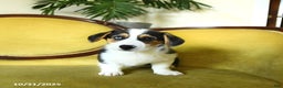 Welsh Corgi Pembroke dogs for sale: Natalie - Ad 14