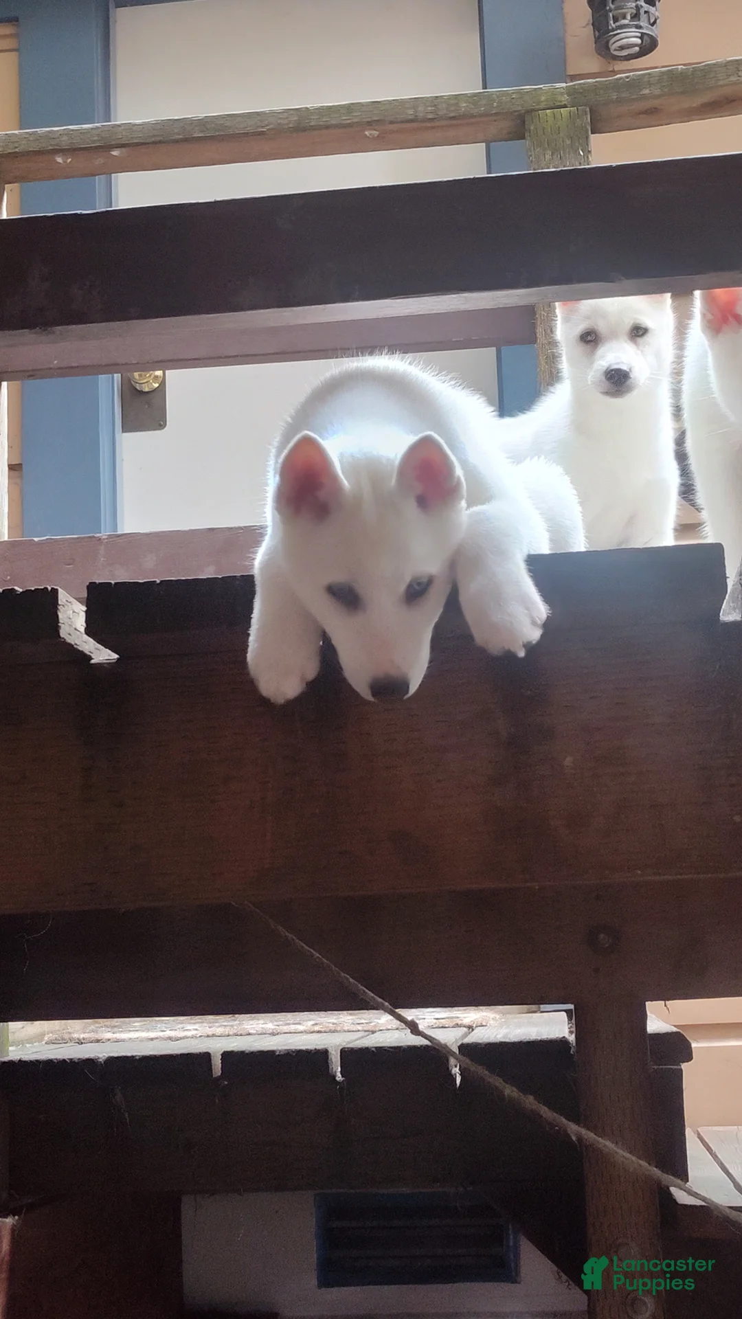 Siberian Husky dogs for sale: ✨24 Karat Gold✨ Isabella Siberian Husky With Sapphire Blue Eyes 💙 - Ad 2