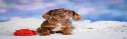Miniature Dachshund dogs for sale: Molly - Ad 7