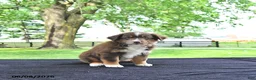 Australian Shepherd dogs for sale: Dusty - Ad 1