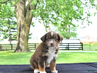 Australian Shepherd dogs for sale: Dusty - Ad 3