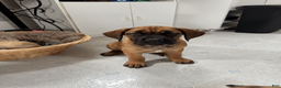 Cane Corso dogs for sale: Teal - teal girl - Ad 2