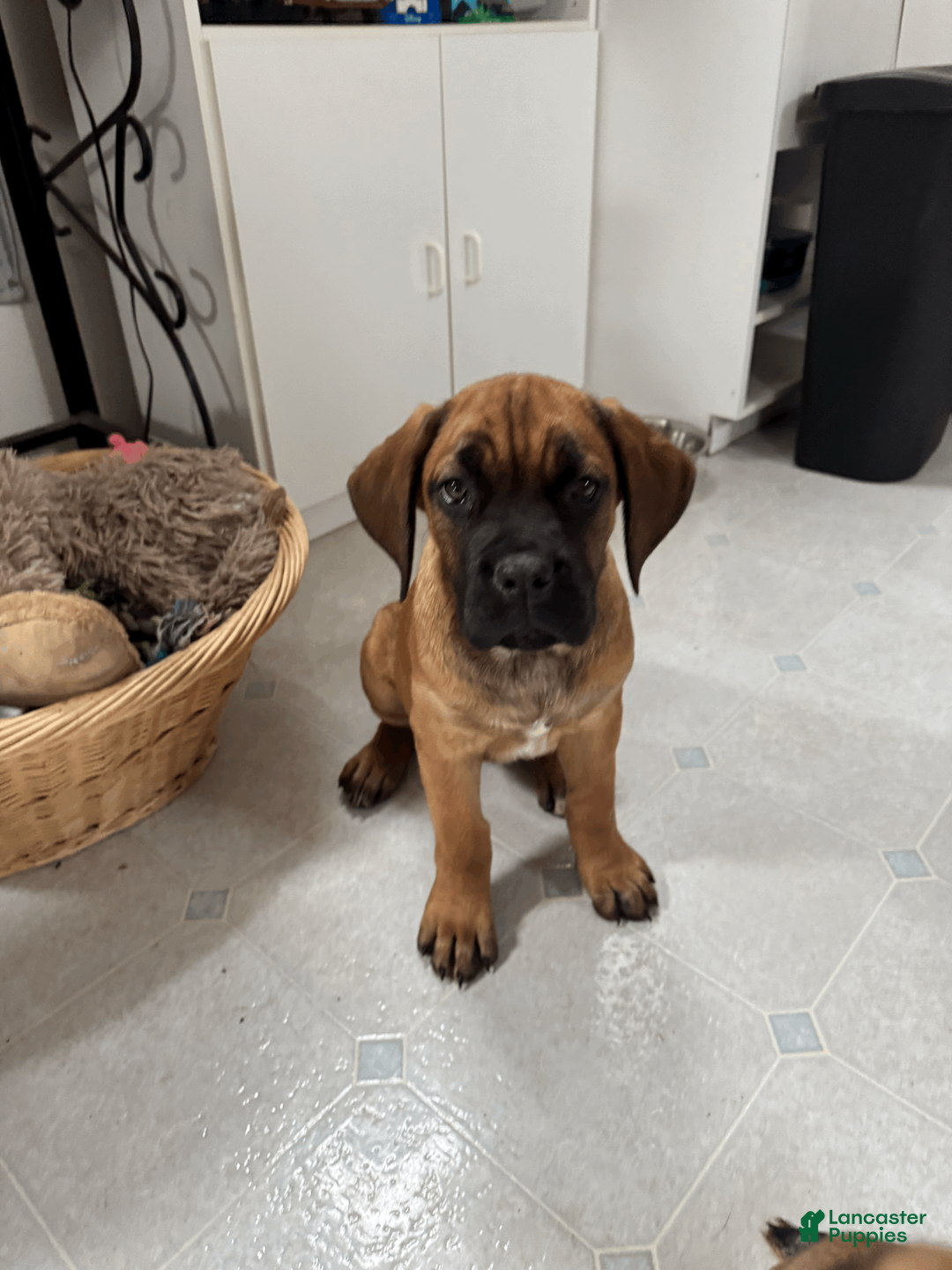 Cane Corso dogs for sale: Teal - teal girl - Ad 2