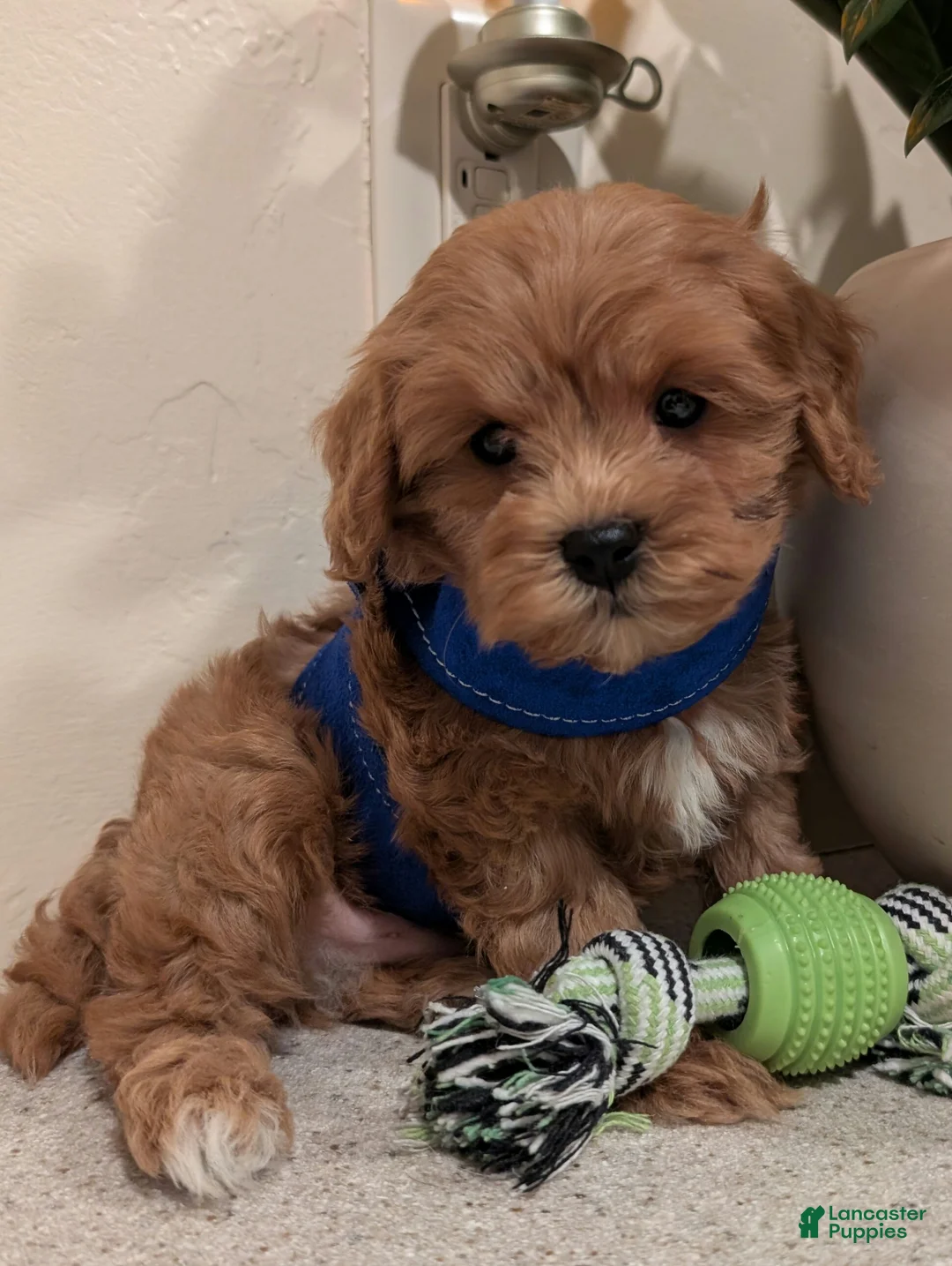 Cavapoo dogs for sale: Tinker  - Ad 2