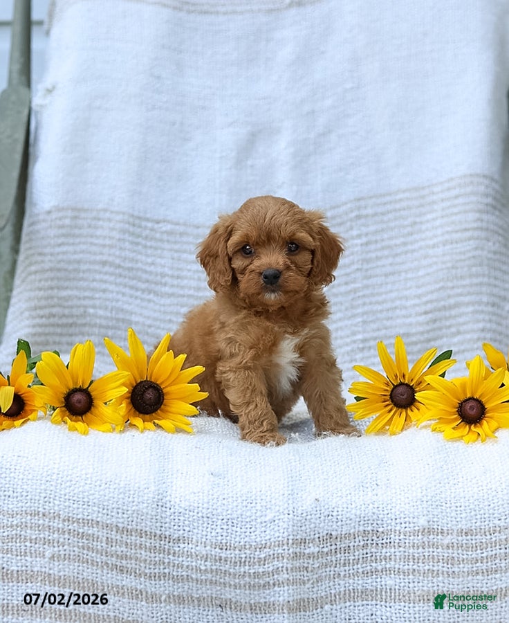 Cavapoo dogs Kimberly - Ad 2