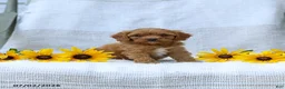 Cavapoo dogs for sale: Kimberly - Ad 2