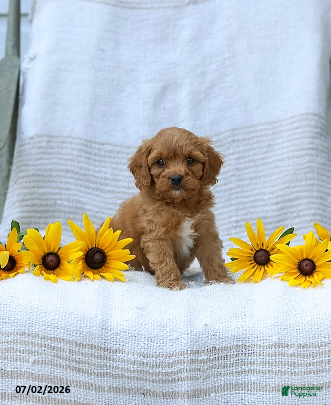 Cavapoo dogs for sale: Kimberly - Ad 2