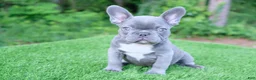French Bulldog dogs for sale: French Bulldog 3 - Ad 2