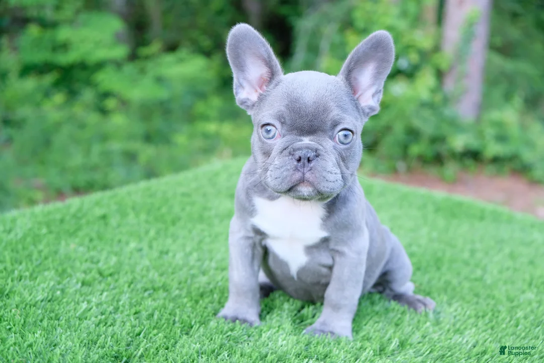 French Bulldog dogs for sale: French Bulldog 3 - Ad 2