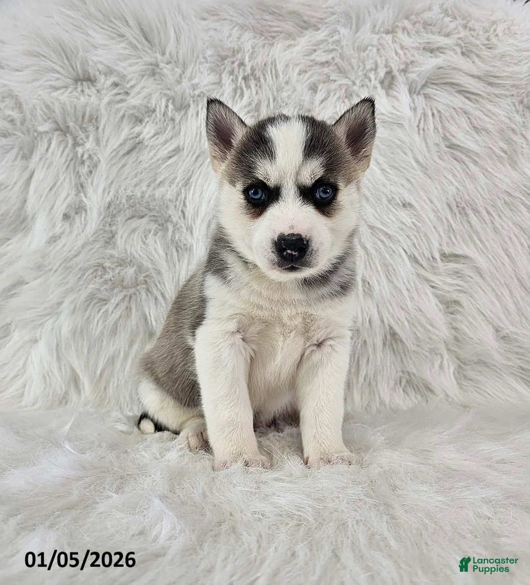 Pomsky dogs for sale: Riley - Ad 3