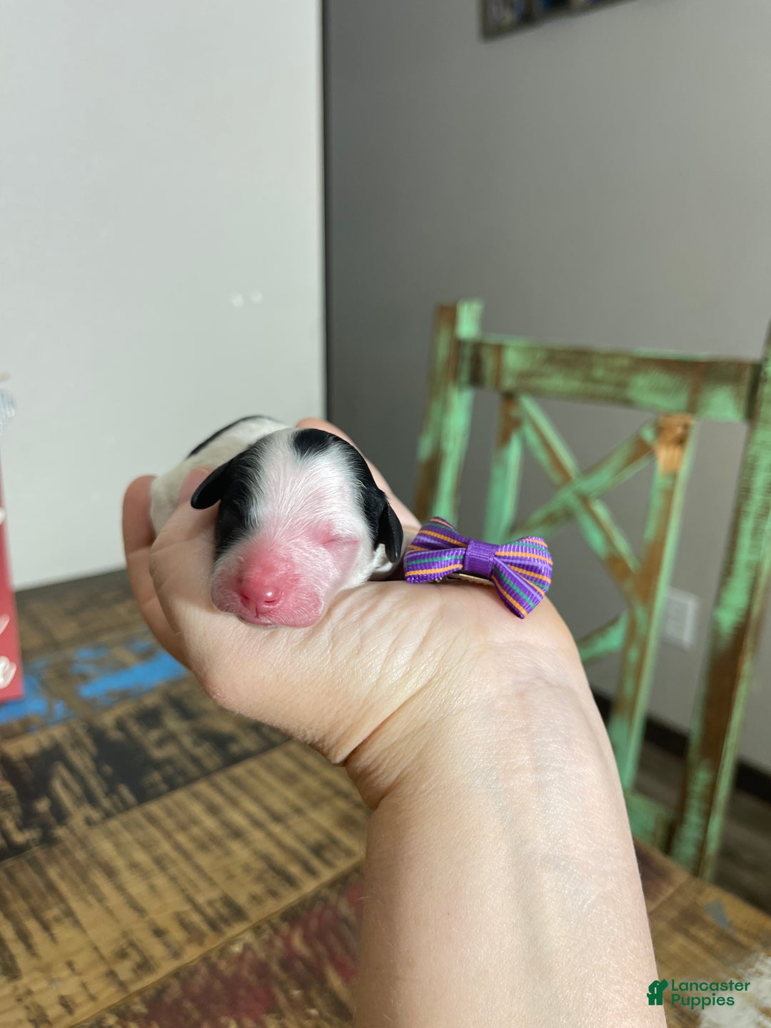 Miniature Poodle dogs for sale: Akc Clear Purple Bow - Ad 10