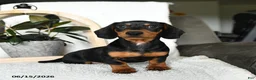 Miniature Dachshund dogs for sale: Sherlock - Ad 3