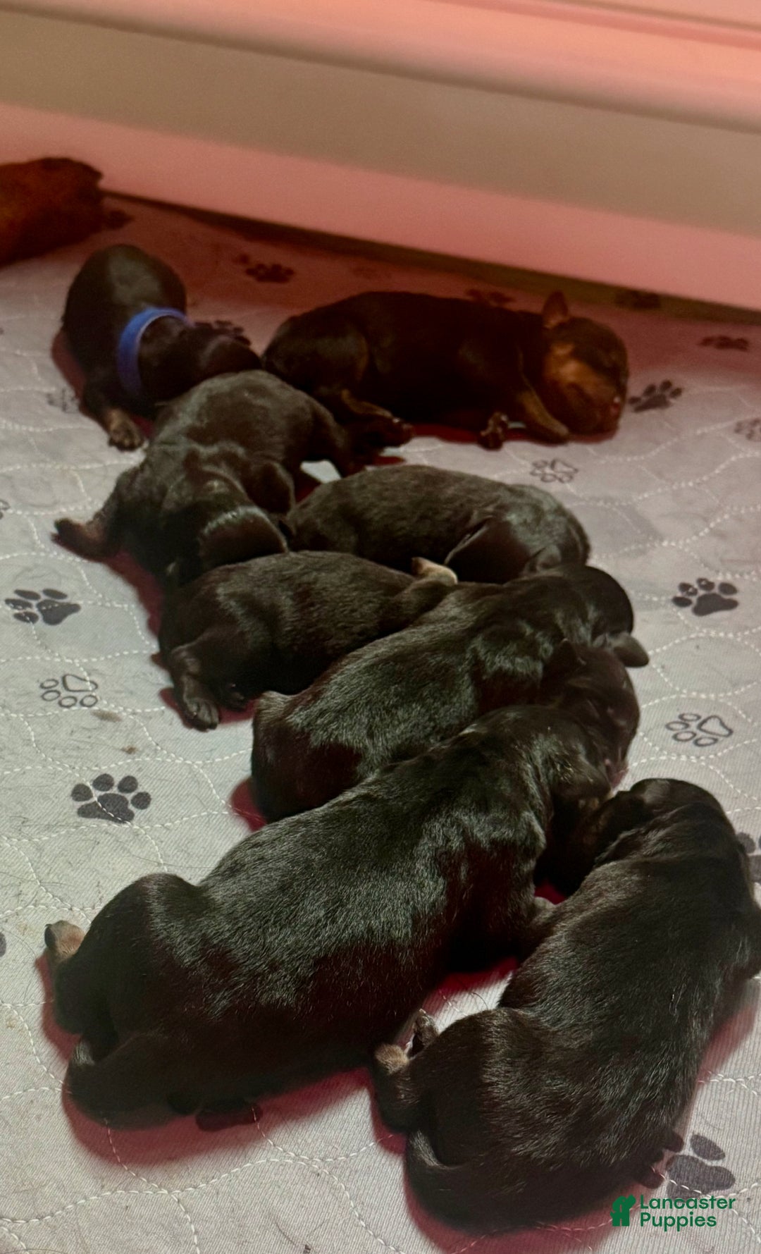 Gallery Image {{count}}