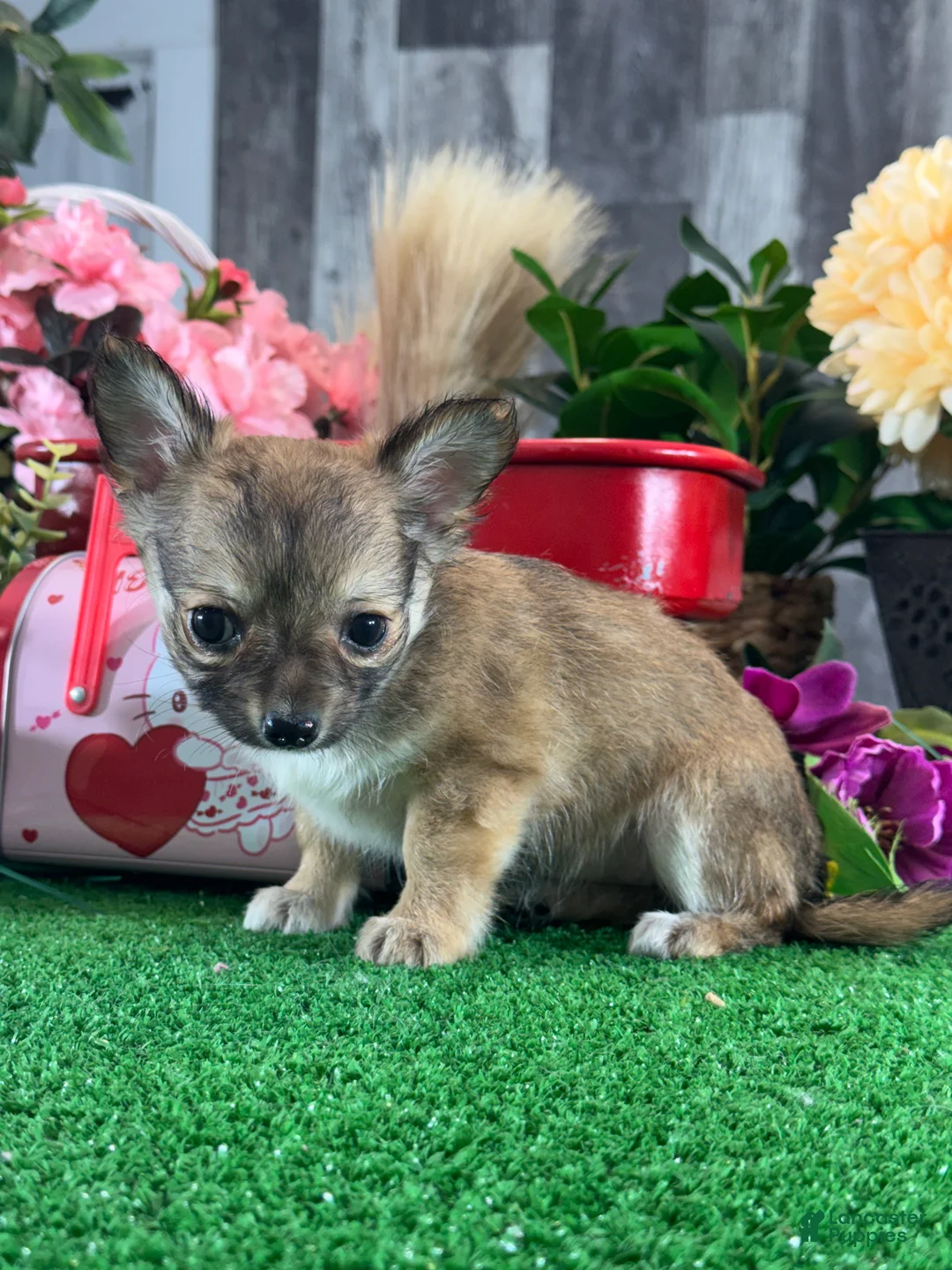 Chihuahua dogs for sale: Fiona - Ad 5