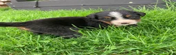 Bernese Mountain Dog dogs for sale: Ginger - Ad 9