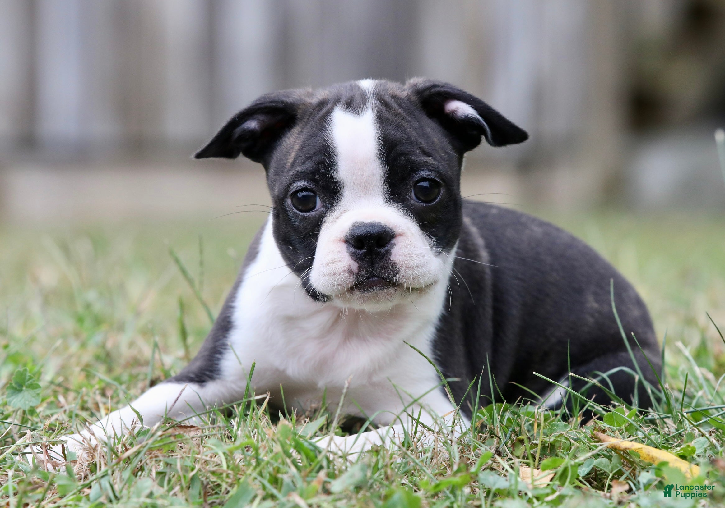 Akc Boston Baldwins Boston Terriers Neil Eyre Artist Eyredesigns