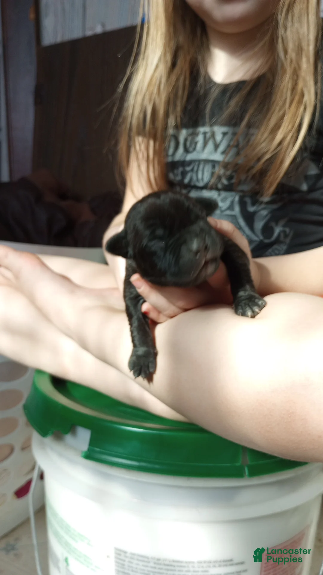 American Bully dogs for sale: Victoria Anthony - Ad 1