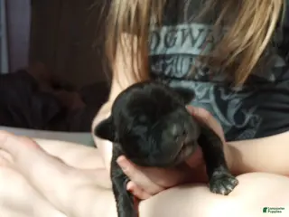 American Bully dogs for sale: Victoria Anthony - Ad 4