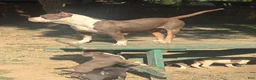 American Bully dogs for sale: Tyson - Ad 16