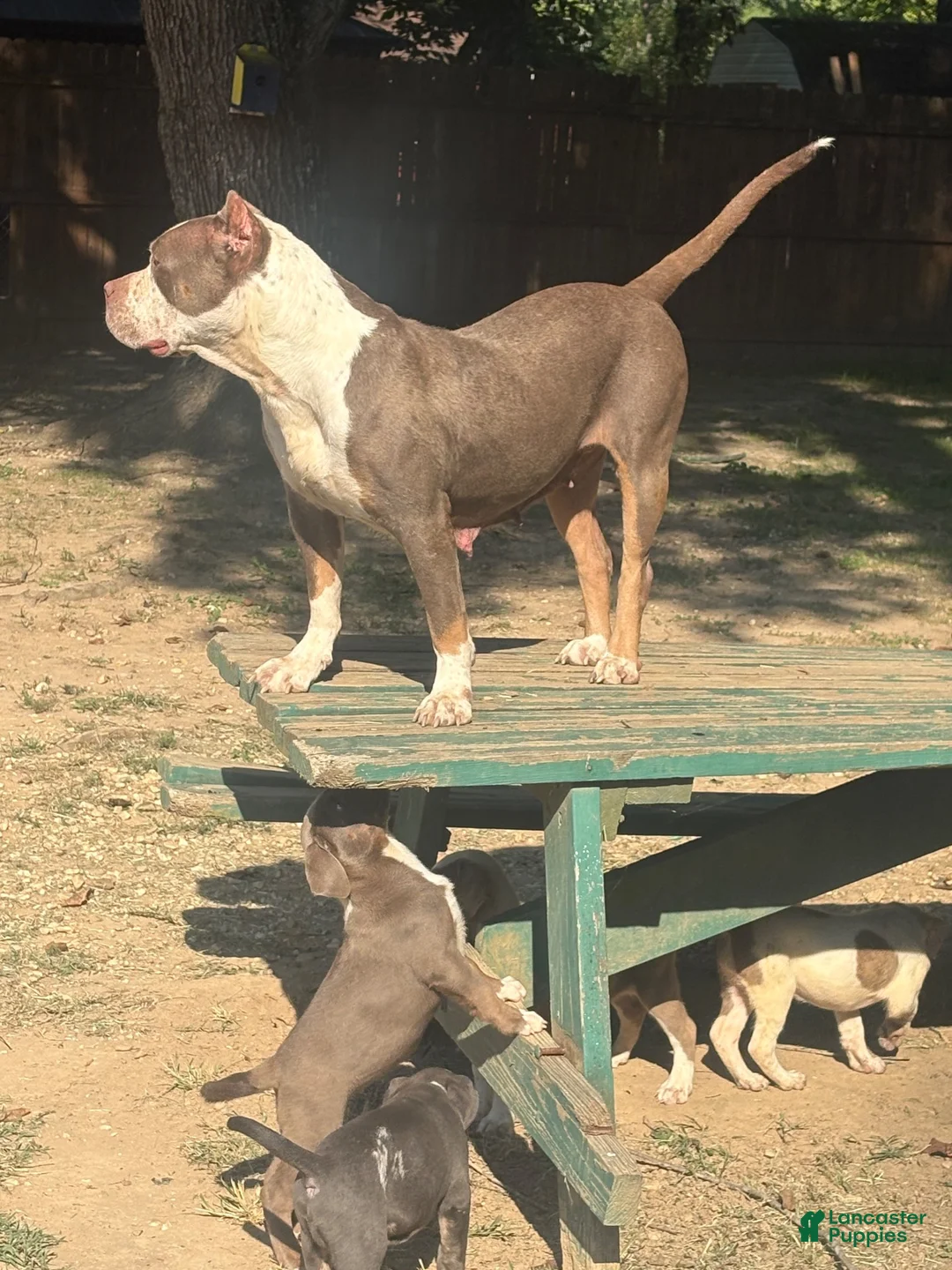 American Bully dogs for sale: Tyson - Ad 16