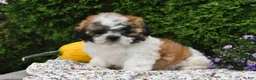 Teddy Bear dogs for sale: Tiger - Ad 3