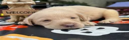 Labrador Retriever dogs for sale: Labrador Retriever 1 - Ad 10