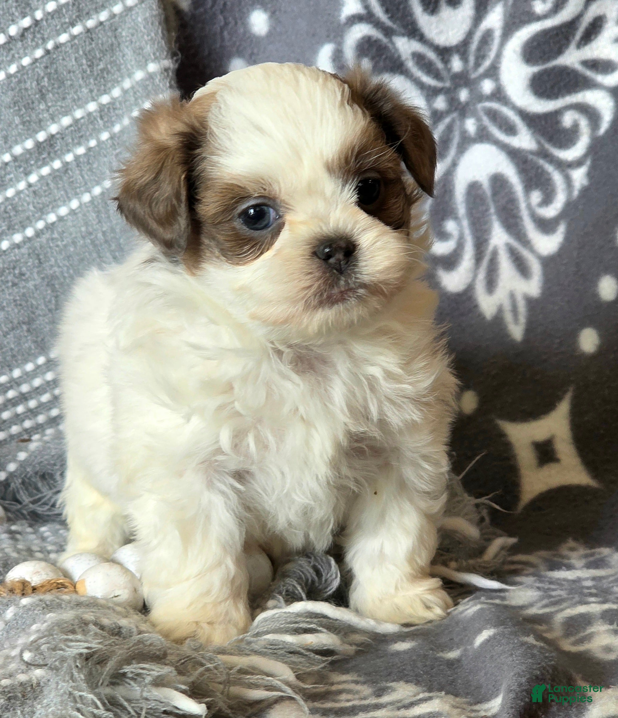 Shihpoo dogs Bobby - Ad 2