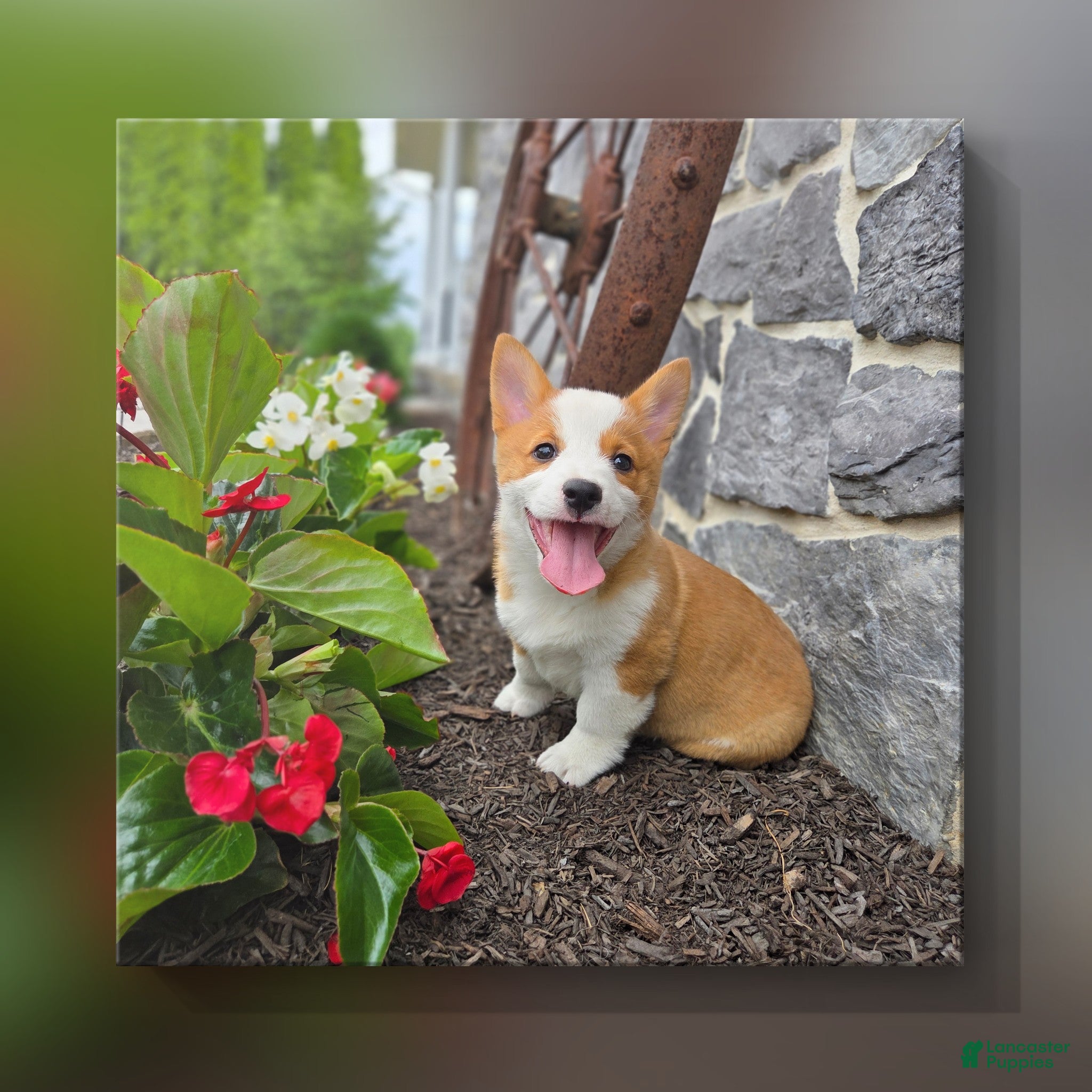 Welsh Corgi Pembroke dogs Peanut - Ad 1