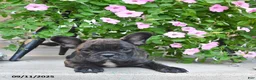 French Bulldog dogs for sale: Finn - Ad 5