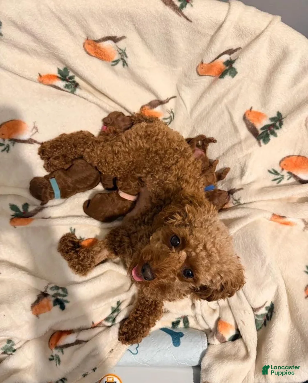 Cavapoo dogs for sale: Nicky - Ad 8