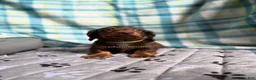 Miniature Dachshund dogs for sale: Green Collar Miniature Dachshund Male Chocolate and Tan Long Haired - Ad 6