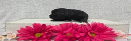 Shihpoo dogs for sale: Betsy - Ad 3