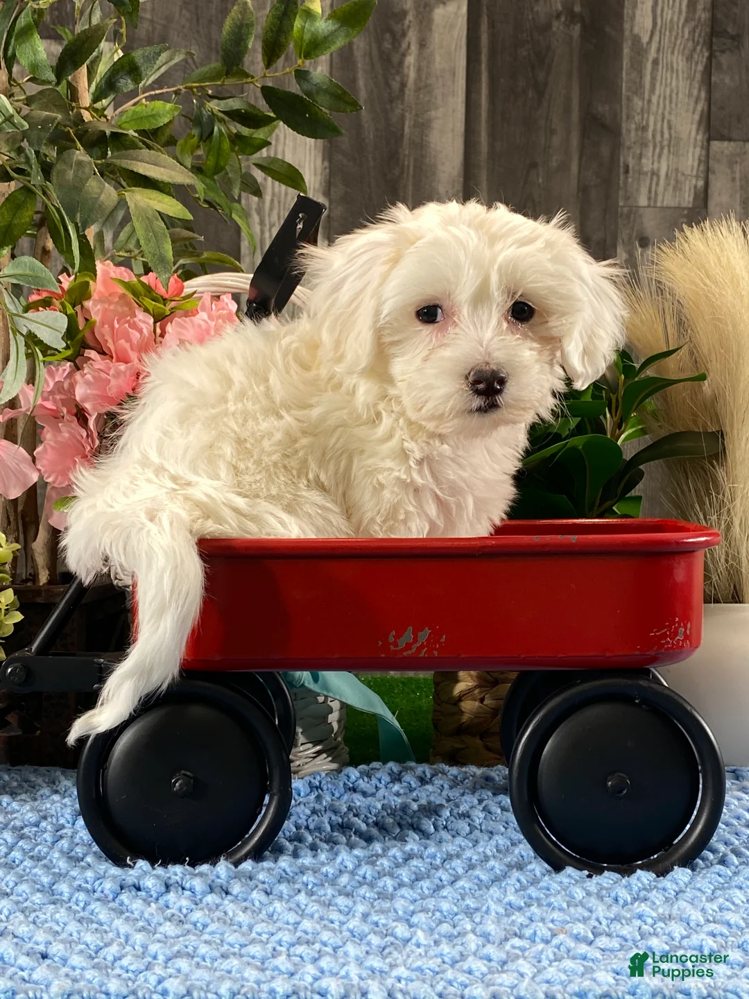 Coton De Tulear dogs for sale: Charlee - Ad 3