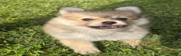 Pomeranian dogs for sale: Pomeranian 1 - Ad 2